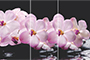 Стол обеденный Бостон-3 столешница с фотопечатью розовая орхидея